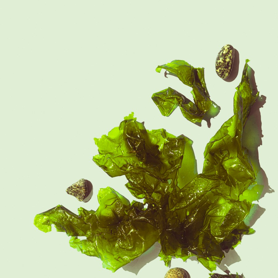 Extracto de kelp