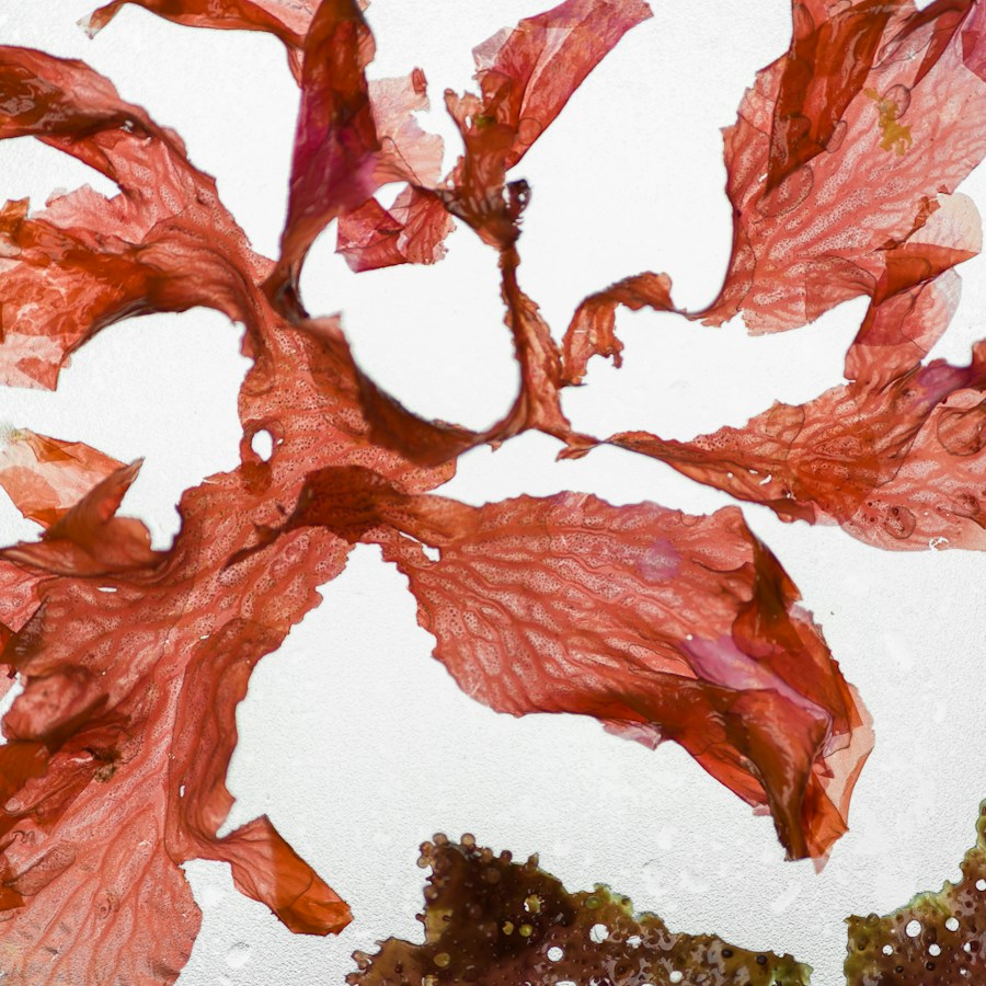 Extracto de alga roja
